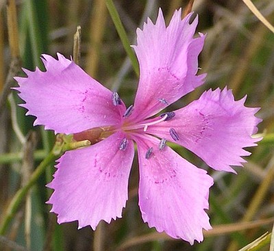 Dianthus caryophyllus