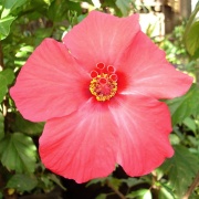 Hibiscus abelmoschus