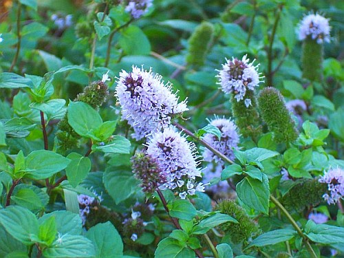 mentha_piperita