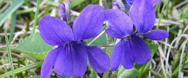 Viola odorata
