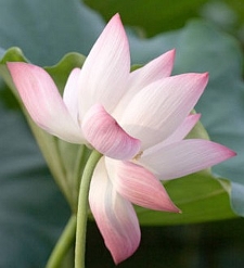 Nelumbo nucifera ~ Pink Lotus