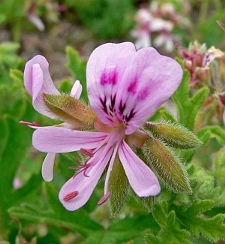 Pelargonium graveolens ~ Geranium