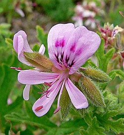 Pelargonium graveolens