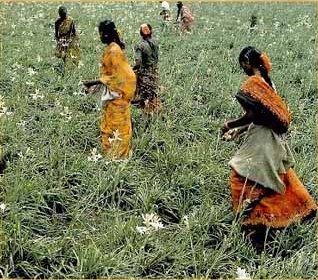 picking tuberose