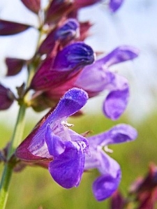 Salvia officinalis ~ Sage