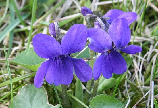 viola_odorata